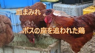 春を感じる鶏の行動
