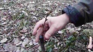 Окулировка и Прививка Деревьев. Абрикосу к Сливе! Черенками Весной!