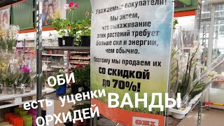 Орхидеи. Скидки 70%. Уценки. ОЧЕНЬ много шикарных Камбрий. ОБИ 27 апреля 2018 г.