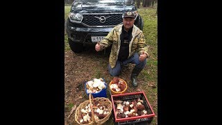 УАЗ ПАТРИОТ ЕДЕМ ЗА ГРИБАМИ/Грязь/Белый гриб/Лес/Природа