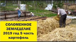 Соломенное земледелие 2019-5 Посадка картофеля.