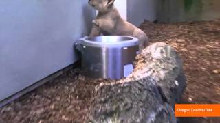2013 in Review: Best Viral Animal Videos