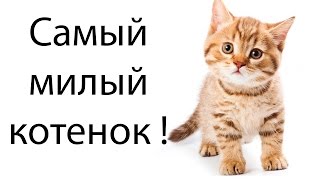 Самый милый котенок ! ( Cat Goes Fishing )