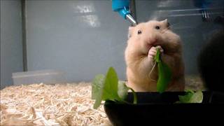 キンクマ「うまうま、名前知らないけどこの野菜うまいね」(Qing-geng-cai hamster)