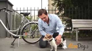 Laisse de vélo pour chien - tenir son chien à vélo - Faire du vélo avec son chien