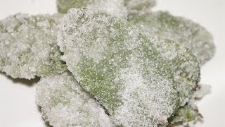 Menthe cristallisée très facile