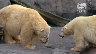 Polar Bears Introduced - Cincinnati Zoo