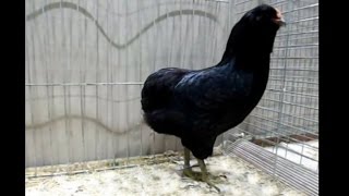 Araucanas schwarz, Araucana nera, Lipsiaschau 2014