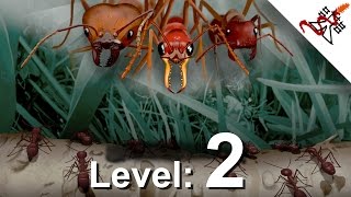 Empires of the Undergrowth - Level 2: THE NEST | Campaign Gameplay Walkthrough