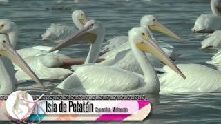 Así es mi Tierra / Presumiendo México: Pelicanos Borregones de la Isla de Petatán