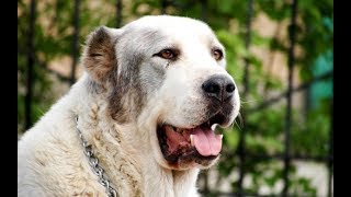 Алабай Характеристика породы
