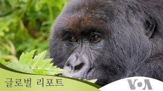 [글로벌 리포트] 고릴라 만나러 떠나는 여행…코끼리 주름의 비밀