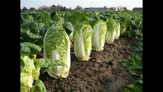 Посев Пекинской Капусты на Рассаду