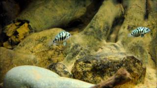 Cryptoheros sp. 'honduran red point' with fry