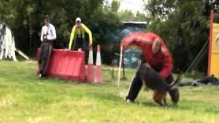 Training of dogs mondioring "Don Breme" in Russia