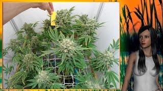 Эльфийский Гров От Марты. G13 Haze. Часть 8. Цветём :)