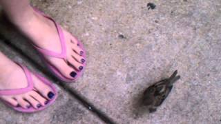 Terrance the Fearless Bird - Robin of Chicago