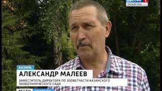В Татарстане из за аномальной жары увеличилось нападение змей на людей