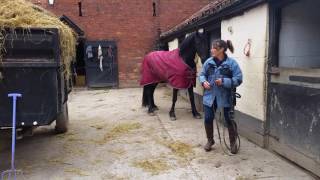 Watch a horse put its own bridle on...clicker training outcome :)
