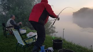 Лещ с первого заброса!! Мощные лещёвые поклёвки. Фидер на Днепре 2019. Рыбалка с ночёвкой. Драники.