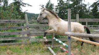Sweet Water Farm - Akhal Teke Mares Free Jumping