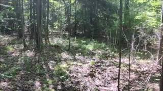 Bigfoot Clear Footage Western NY  Trail Cam HD 7/2016