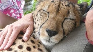 Гепард мурлыканье - Милые Большие кошки. Видео Подборка