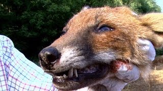 Pellet Power & Performance - FX Boss air rifle test on a fox's head