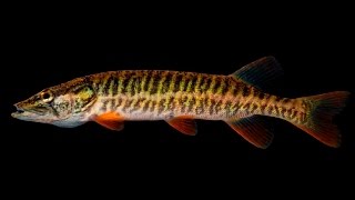 Fishing Planet 0.5.6 Нью-Йорк Эмеральд Трофейная Красноперая Щука