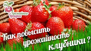 Как повысить урожайность клубники с куста. Обновление клубники.