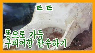 똥으로 가득한 구피어항 환수하기