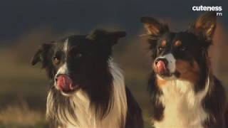 Can Dogs Be Gay?