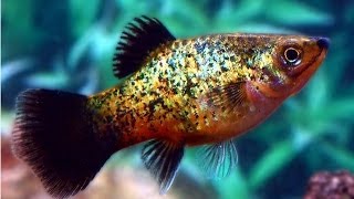 Xiphophorus maculatus (Platy Fish, Пецилия)