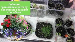 Лобелия: сравниваем рассаду, посеянную разными способами.