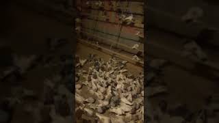 Бойные голуби. Продажа голубей на любой вкус от 1000тг.и выше. 87770151236