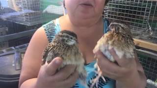 QUAILS : How to tell males from females