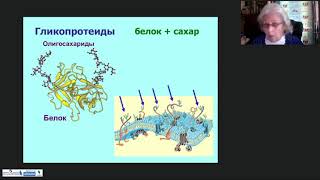 Сложные белки и пептиды