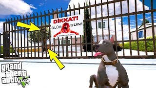 YAVRU PİTBULL EĞİTİMLİ YETİŞKİN DOBERMANLA BOĞUŞUYOR! - GTA 5