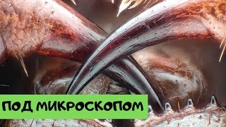 Невероятные фото, сделанные с помощью микроскопа №3 [Под микроскопом]