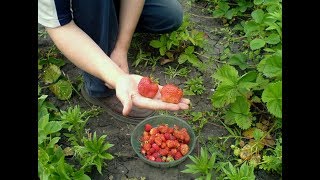 КЛУБНИКА  ФОРТУНА   принялись все три куста