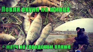 Ловля окуня на живца + матч на городском пляже