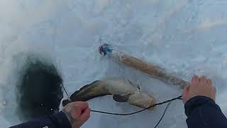 Рыбалка.Налим на перемёт 30.01.2018г