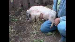 Поросята после кастрации / Piglets after castration