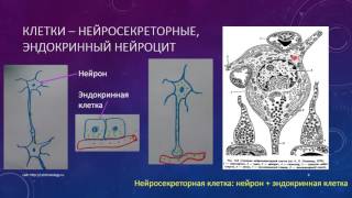 Эндокринная система 2. Гипоталамус