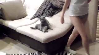Кот хочет трахнуть хозяйку