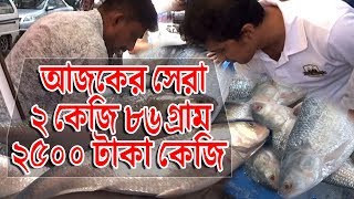 আজকের সেরা ২ কেজি ৮৬ গ্রাম । ২৫০০ টাকা কেজি । MARKET BEST | BIG SIZE HILSA | বাংলারমুখ | Banglarmukh