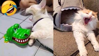 БЕЗУМНО СМЕШНЫЕ КОТЫ и КОШКИ! Я РЖАЛ ПОЛ ЧАСА