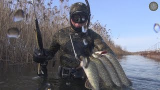 ПОДВОДНАЯ ОХОТА. ЩУКА ЗИМОЙ. ПОДВОДНЫЙ КОСМОС