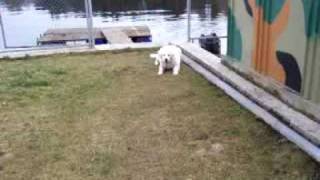 Oh! Bama! - Das ist Kuvasz!