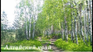 Природа.Алтайский край!Первые грибы в этом году=)Nature. The Altai Territory!